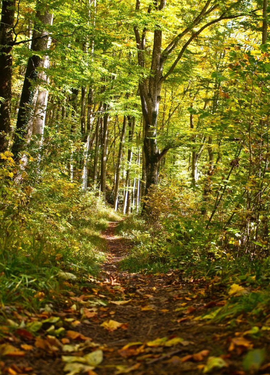 Wonder: In Praise of Slowing Down