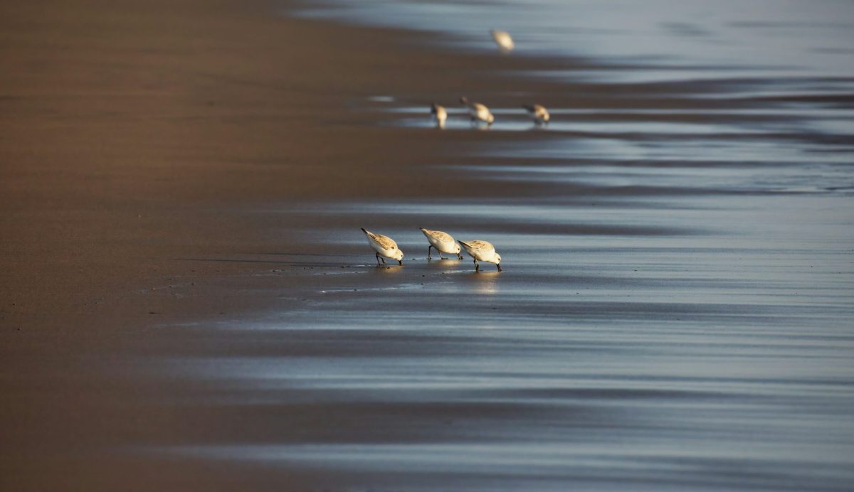 Sandpipers