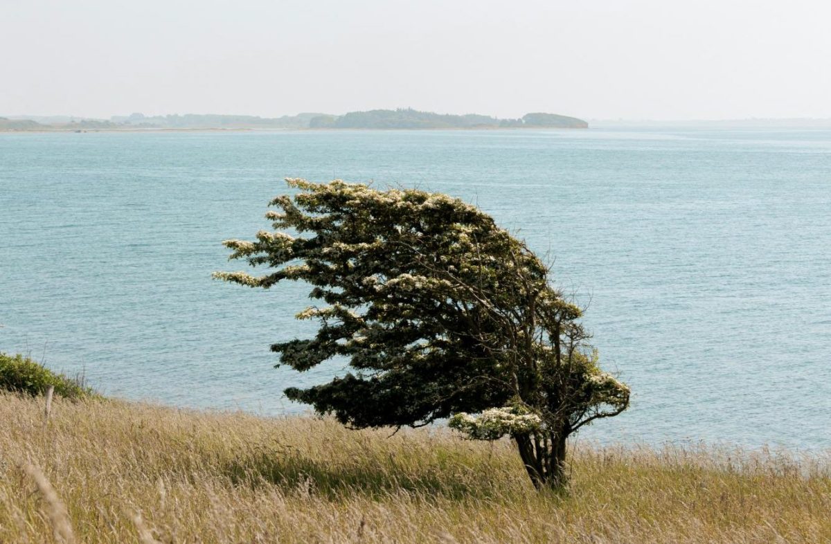 Even the Wind